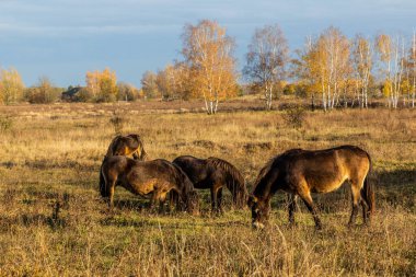 Avrupa vahşi atları (Equus ferus ferus) Çek Cumhuriyeti 'nin Milovice Nature Reserve kentinde