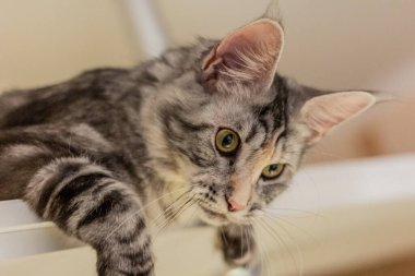 Raftaki genç Maine Rakunu 'nun manzarası