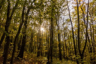 Cesky Kras 'daki sonbahar ormanı Çek Cumhuriyeti' nin doğa koruma alanı
