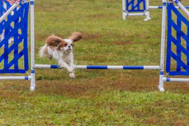 Çeviklik yarışmasında bir engelin üzerinden atlayan köpek.
