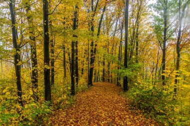 Çek Cumhuriyeti 'nde bir ormanda sonbahar manzarası