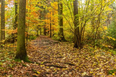 Çek Cumhuriyeti 'nin Usti nad Orlici yakınlarındaki Andrluv Chlum dağının sonbahar manzarası