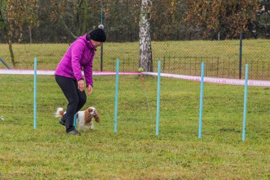 LYSA NAD LABEM, CZECH REUBLIC - 28 Eylül 2020: Çek Cumhuriyeti Lysa nad Labem 'de çeviklik yarışması sırasında köpek ve dokuma direkleri denetleyicisi