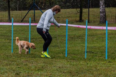 LYSA NAD LABEM, CZECH REUBLIC - 28 Eylül 2020: Çek Cumhuriyeti Lysa nad Labem 'de çeviklik yarışması sırasında köpek ve dokuma direkleri denetleyicisi
