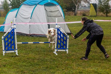 LYSA NAD LABEM, CZECH REUBLIC - 28 Eylül 2020: Çek Cumhuriyeti Lysa nad Labem 'de çeviklik yarışması sırasında köpek ve bir idareci