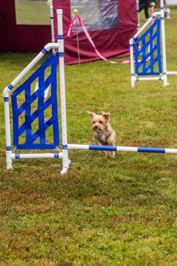 Bir çeviklik yarışmasında köpek bakıcısı