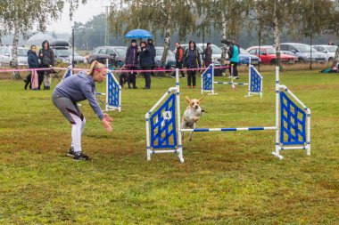 LYSA NAD LABEM, CZECH REUBLIC - 28 Eylül 2020: Çek Cumhuriyeti Lysa nad Labem 'de çeviklik yarışması sırasında köpek ve bir idareci