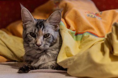 Battaniyenin altındaki genç Maine Rakunu 'nun manzarası