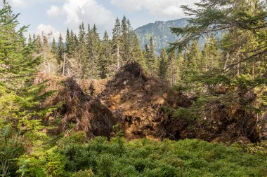 Slovakya 'nın Nizke Tatry dağlarında devrilmiş ağaçlar