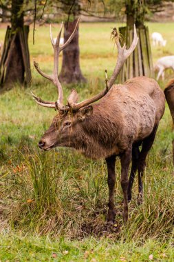 Çek Cumhuriyeti, Castolovice 'de bir oyun çevresinde geyik