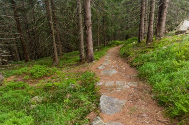 Slovakya 'daki Nizke Tatry dağlarında yürüyüş yolu