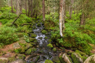 Slovakya 'nın Nizke Tatry dağlarında küçük bir dere