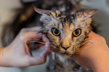 Genç Maine Rakunu banyo yapıyor.