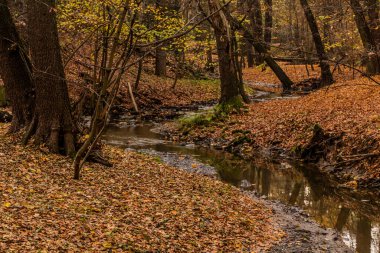 Çek Cumhuriyeti 'nin Prag kentindeki Kunraticky Potok deresinin sonbahar manzarası