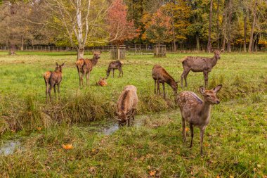 Çek Cumhuriyeti, Castolovice 'de bir oyun çevresinde geyik