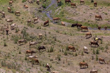 Antik Ani kenti yakınlarındaki Tsaghkotsadzor (Alaca cay) vadisinde bir inek sürüsünün hava manzarası