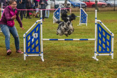 LYSA NAD LABEM, CZECH REPUBLIC - 28 Eylül 2020: Çek Cumhuriyeti Lysa nad Labem 'de çeviklik yarışması sırasında bir hurdlee üzerinden atlayan köpek ve bir idareci