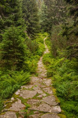Slovakya 'daki Nizke Tatry dağlarında yürüyüş yolu