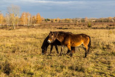 Avrupa vahşi atları (Equus ferus ferus) Çek Cumhuriyeti 'nin Milovice Nature Reserve kentinde