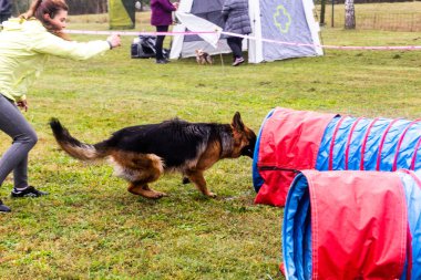 LYSA NAD LABEM, CZECH REUBLIC - 28 Eylül 2020: Çek Cumhuriyeti Lysa nad Labem 'de çeviklik yarışmasında köpek ve idareci