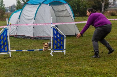 LYSA NAD LABEM, CZECH REUBLIC - 28 Eylül 2020: Çek Cumhuriyeti Lysa nad Labem 'de çeviklik yarışması sırasında köpek ve bir idareci