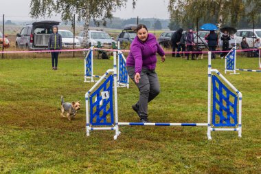 LYSA NAD LABEM, CZECH REUBLIC - 28 Eylül 2020: Çek Cumhuriyeti Lysa nad Labem 'de çeviklik yarışması sırasında köpek ve bir idareci