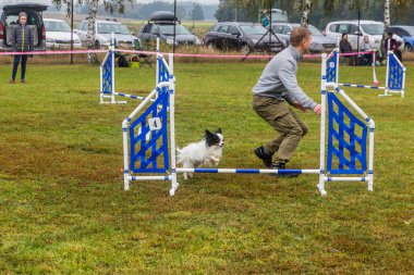 LYSA NAD LABEM, CZECH REUBLIC - 28 Eylül 2020: Çek Cumhuriyeti Lysa nad Labem 'de çeviklik yarışması sırasında köpek ve bir idareci