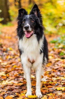 Collie, sonbahar renkli ormanlarda bir bankta köpek yetiştirir.
