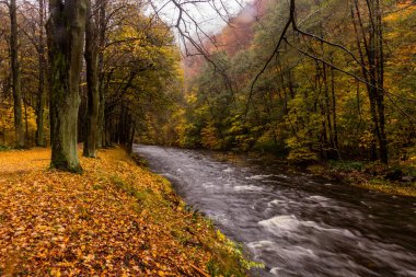 Çek Cumhuriyeti 'nin Potstejn köyü yakınlarındaki Divoka Orlice Nehri