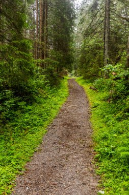 Slovakya 'daki Nizke Tatry dağlarında orman yürüyüşü patikası