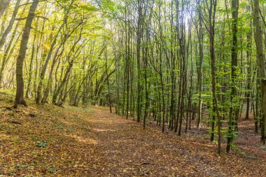 Çek Cumhuriyeti, Cesky Kras doğa koruma alanında yürüyüş yolu