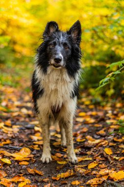 Collie sonbahar ormanında bir köpek yetiştirir.