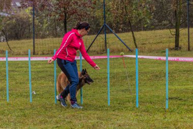 LYSA NAD LABEM, CZECH REUBLIC - 28 Eylül 2020: Çek Cumhuriyeti Lysa nad Labem 'de çeviklik yarışması sırasında köpek ve dokuma direkleri denetleyicisi