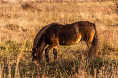 Avrupa Vahşi Atı (Equus ferus ferus) Çek Cumhuriyeti 'nin Milovice Nature Reserve kentinde