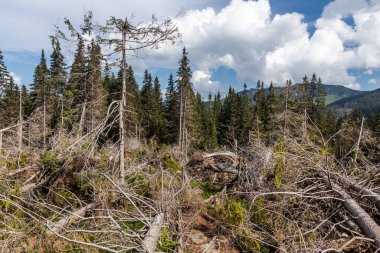 Slovakya 'nın Nizke Tatry dağlarında devrilmiş ağaçlar