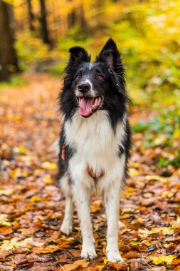 Collie, sonbahar renkli ormanlarda bir bankta köpek yetiştirir.