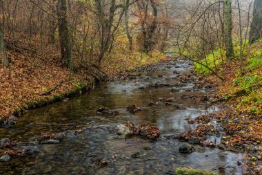 Çek Cumhuriyeti Prag 'daki Dalejsky potok akıntısının sonbahar manzarası