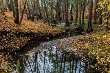Çek Cumhuriyeti 'nin Prag kentindeki Kunraticky Potok deresinin sonbahar manzarası
