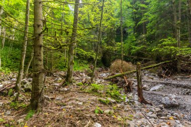 Slovakya 'nın Nizke Tatry dağlarındaki Huciaky vadisi