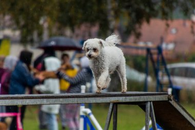Çeviklik yarışmasında engelleri aşan köpek.