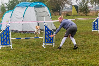 LYSA NAD LABEM, CZECH REUBLIC - 28 Eylül 2020: Çek Cumhuriyeti Lysa nad Labem 'de çeviklik yarışması sırasında köpek ve bir idareci