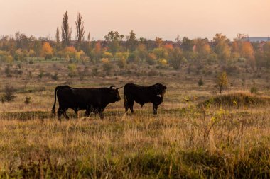 Çek Cumhuriyeti, Milovice Doğa Rezervi 'nde Aurochs (Bos primigenius)