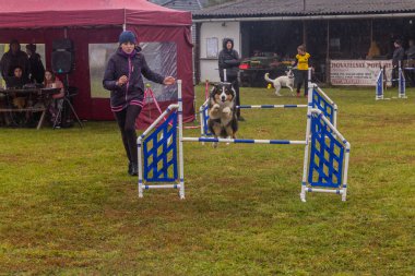 LYSA NAD LABEM, CZECH REPUBLIC - 28 Eylül 2020: Çek Cumhuriyeti Lysa nad Labem 'de çeviklik yarışması sırasında bir hurdlee üzerinden atlayan köpek ve bir idareci