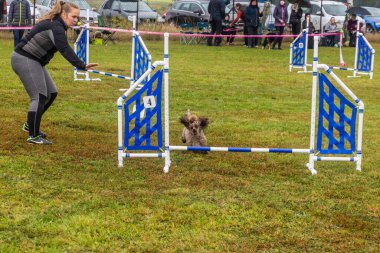 LYSA NAD LABEM, CZECH REUBLIC - 28 Eylül 2020: Çek Cumhuriyeti Lysa nad Labem 'de çeviklik yarışması sırasında köpek ve bir idareci