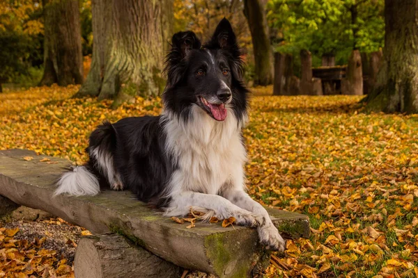 Collie Hoduje Psa Ławce Jesiennym Kolorowym Parku — Zdjęcie stockowe