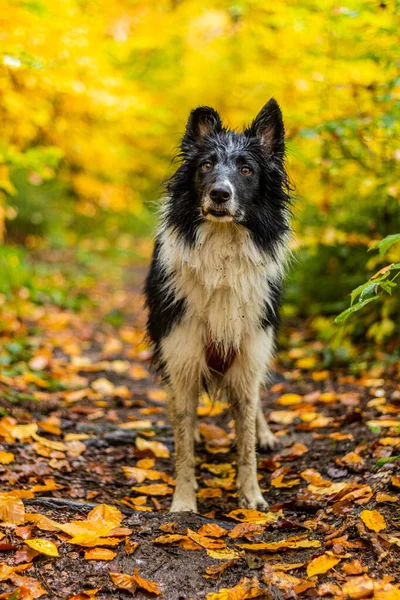 Коллі Розводить Собаку Осінньому Лісі — стокове фото