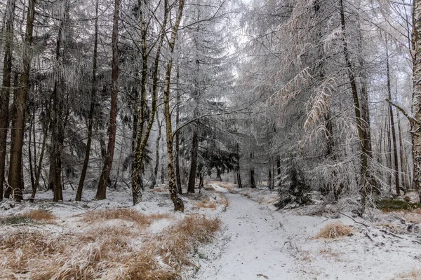 Vista Inverno Caminho Através Uma Floresta República Checa — Fotografia de Stock