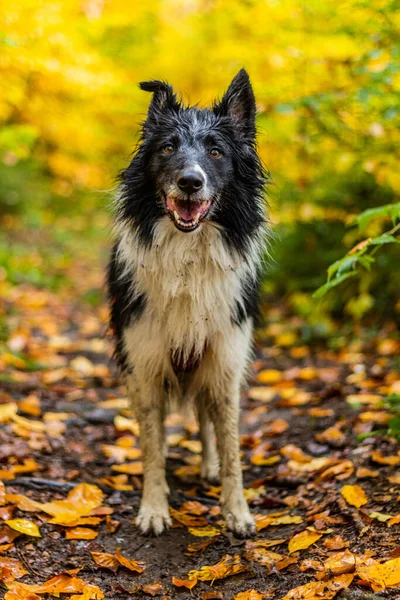 Collie Σκυλί Φυλής Ένα Φθινόπωρο Δάσος — Φωτογραφία Αρχείου