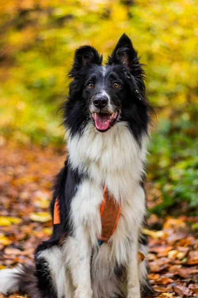 Collie Rasy Pies Jesienią Kolorowy Las — Zdjęcie stockowe