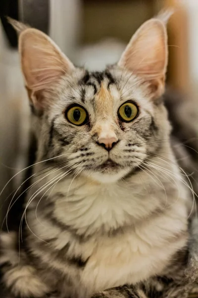 Blick Auf Die Junge Maine Coon Katze — Stockfoto